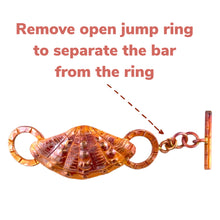Broad-Ribbed Cardita Shell Toggle
