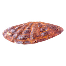 Copper Cardita Shell Pendant for Beach Jewelry Designs