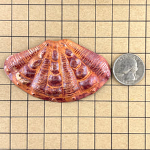 Copper Cardita Shell Pendant for Beach Jewelry Designs